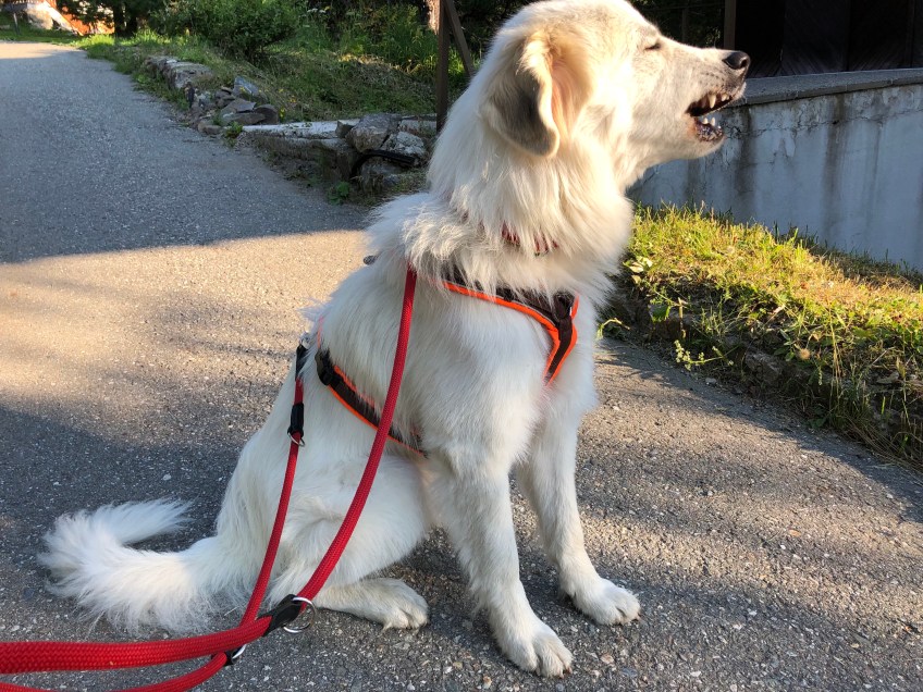 Morgenspaziergang – Auf die Zähne achten!