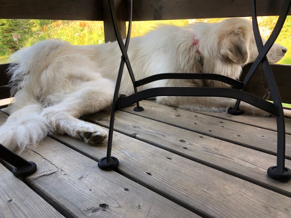 Bella bewacht das Ferienhaus