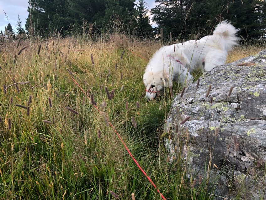 Schnuffeln beim Abendspaziergang