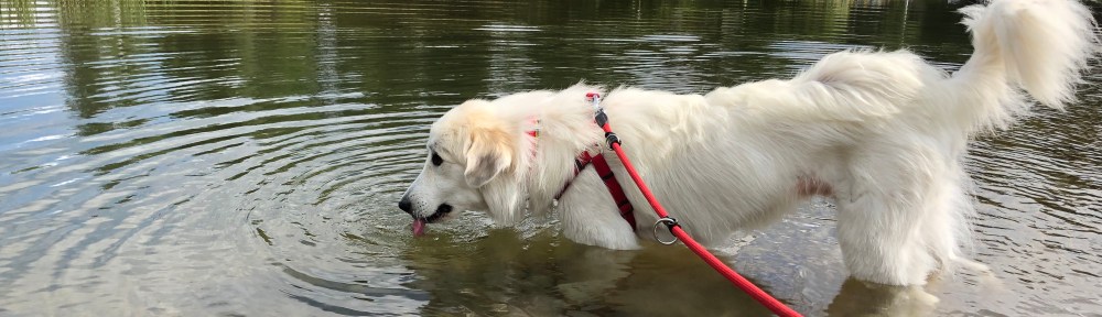 Die Bella im Turracher See