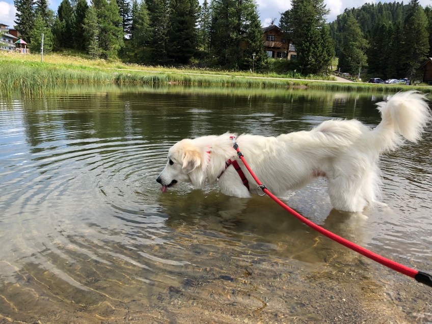 Die Bella im Turracher See