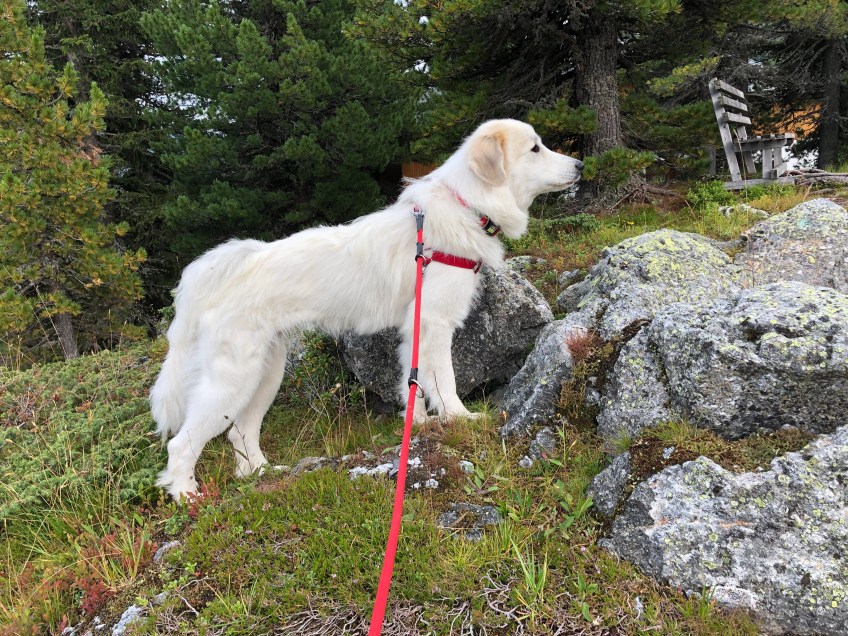 Eine echte Pyrenäenberghündin in den Bergen