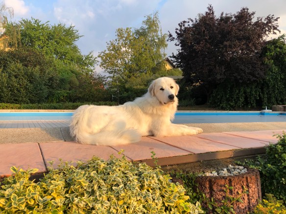 Die Bella in der Morgensonne