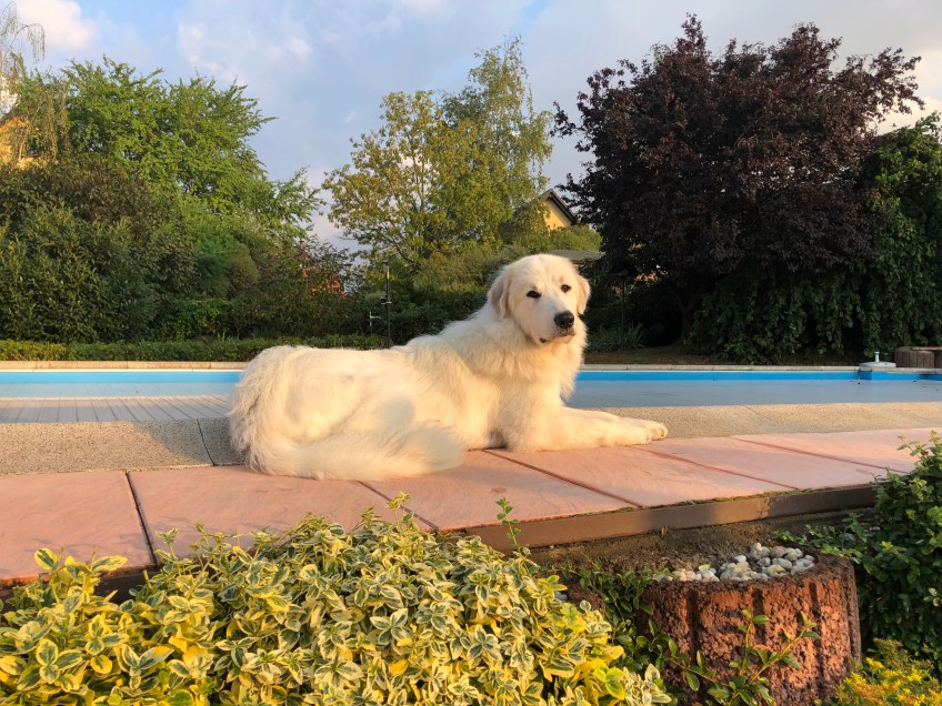 Die Bella in der Morgensonne