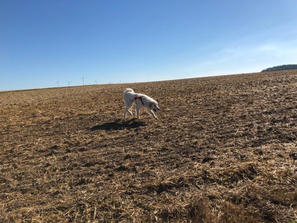 Spaziergang auf dem Weichweizenfeld