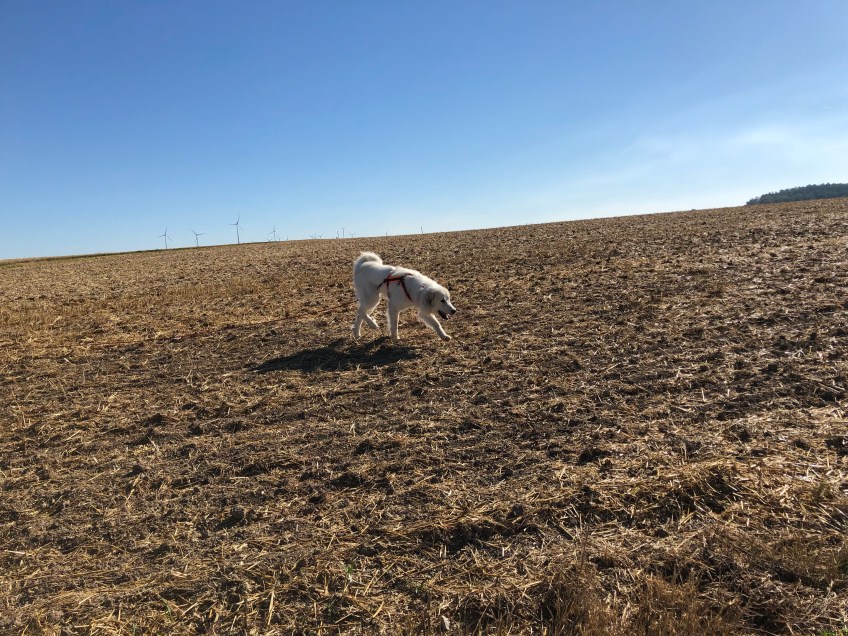 Spaziergang auf dem Weichweizenfeld