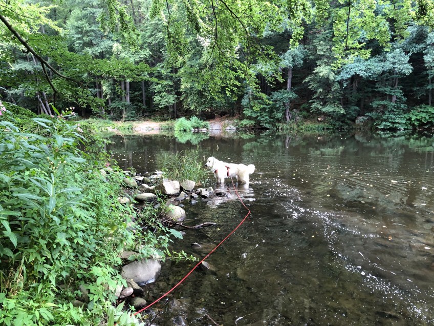 Bella in der Tschooo-Pauuu (Zschopau)