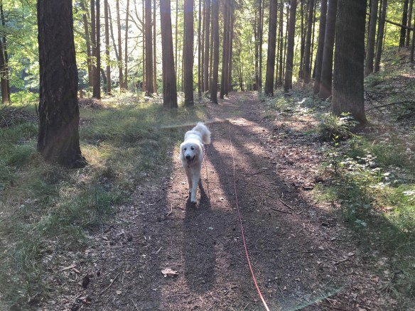 Morgenspaziergang