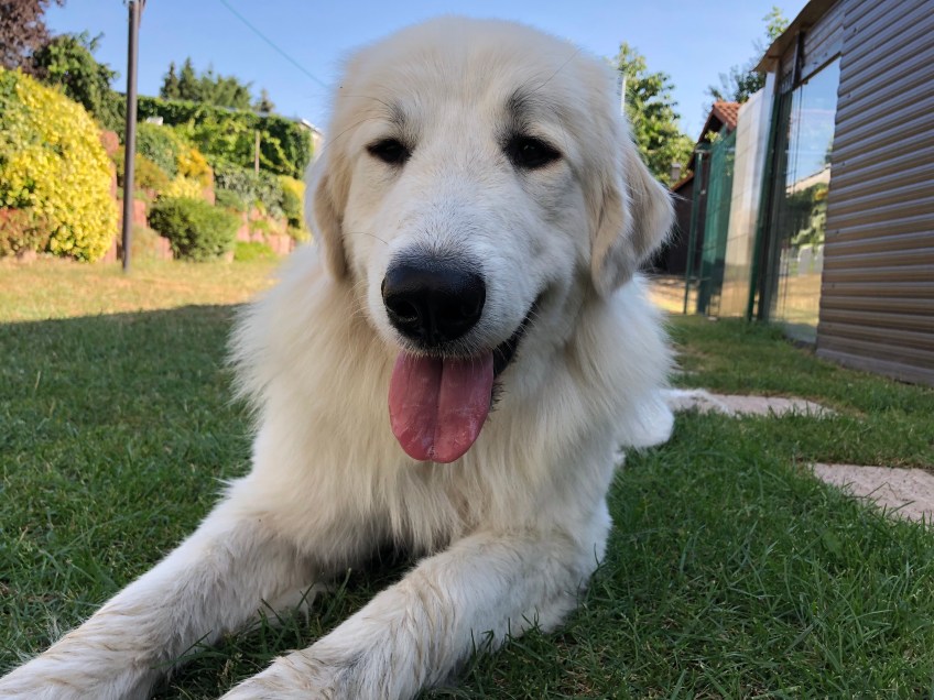 Schattenwesen 🐶😜🐶