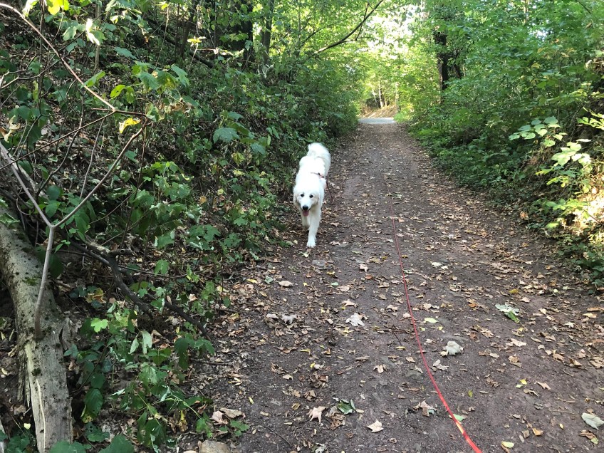 Die Bella geht spazieren