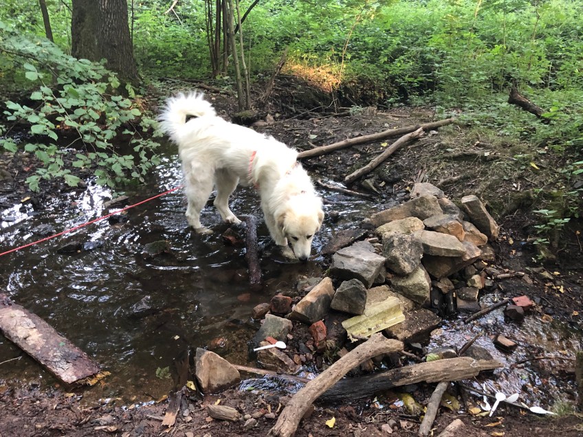 Am kleinen Bächlein