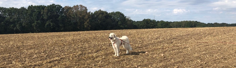 Die Bella auf dem großen, weiten Feld