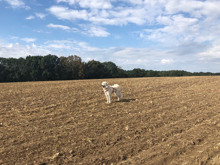 Die Bella auf dem großen, weiten Feld