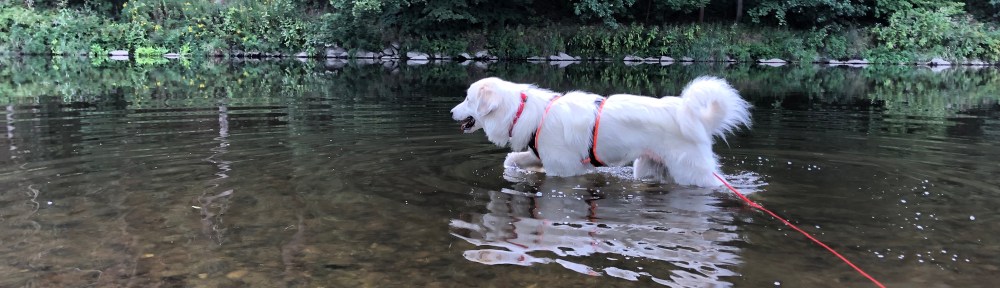 Die Bella geht dann mal baden