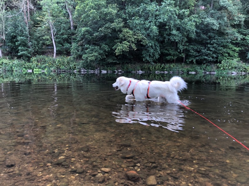 Die Bella geht dann mal baden