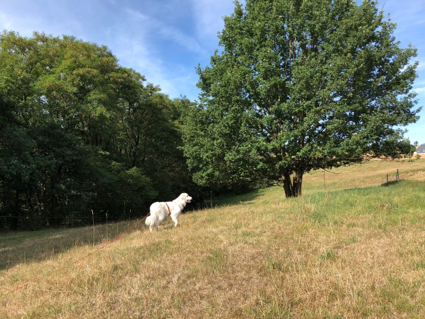Pyriprinzessin Bella auf der großen Wiese am Feld