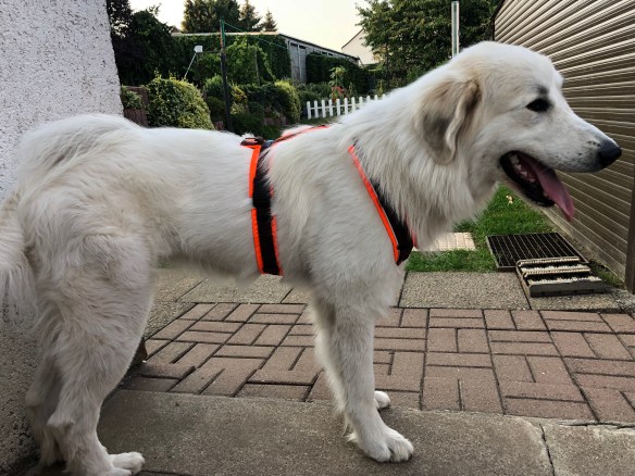 Die Bella mit neuem Geschirr