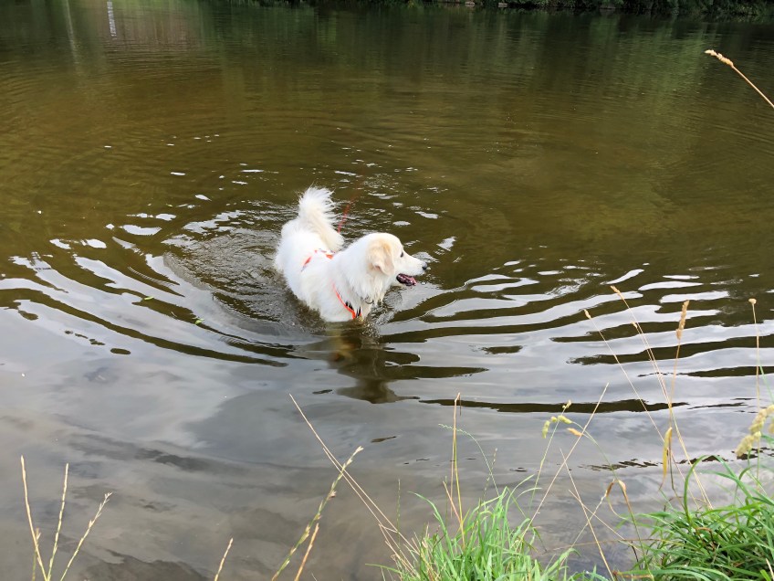 Bella badet