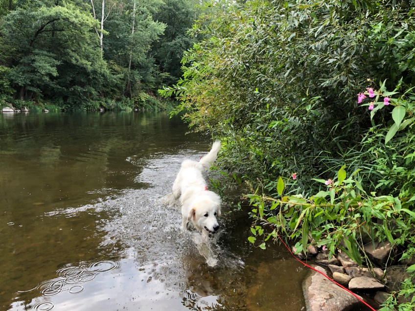 Durch's Wasser flitzen