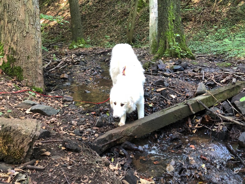 Bella am kleinen Bächlein