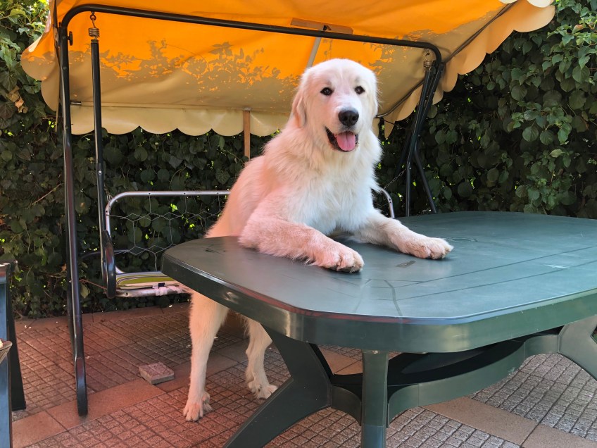 … Die Bella redet eine Rede!