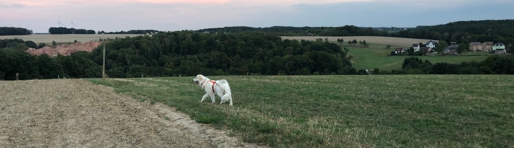 Die Bella auf ihrer großen Feldwiese