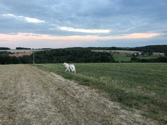Die Bella auf ihrer großen Feldwiese