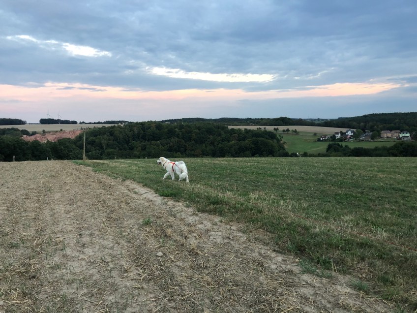 Die Bella auf ihrer großen Feldwiese