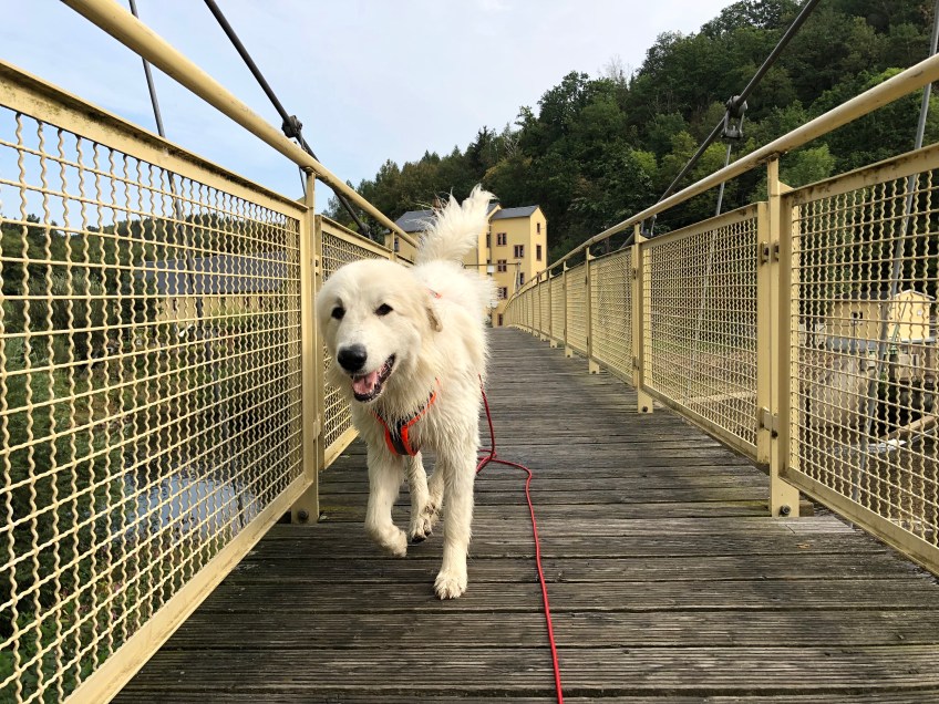 Die Bella auf der Wackelbrücke …