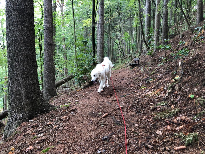 … und auf dem Weg durch den Wald