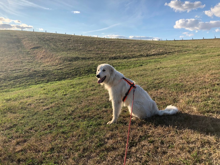 Abends auf der großen Feldwiese