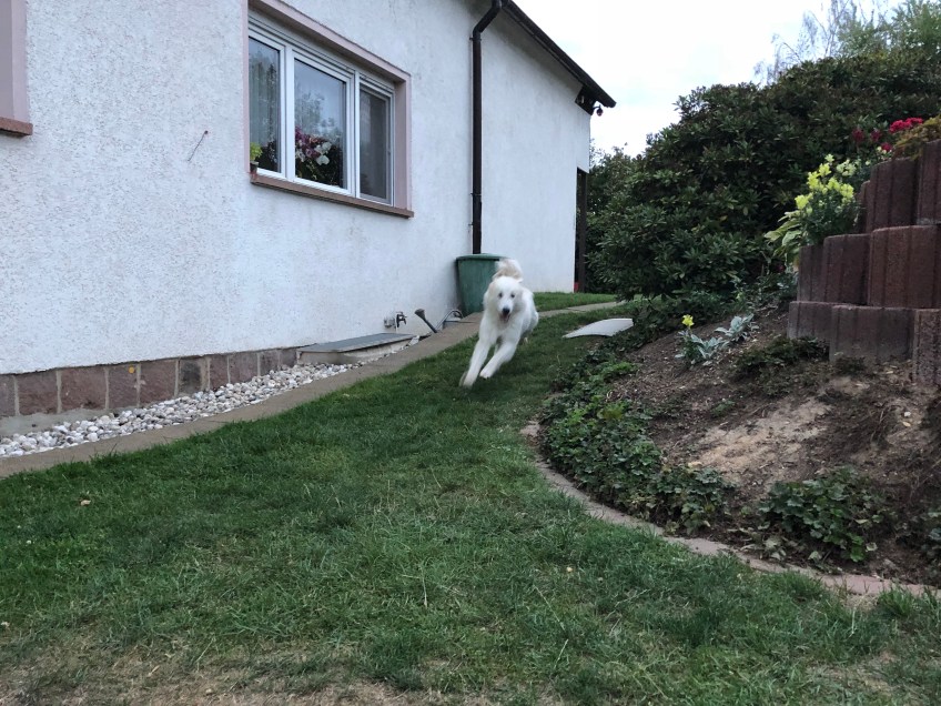Die Bella jagt durch ihren Garten