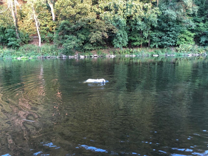 Die Bella kann schwimmen