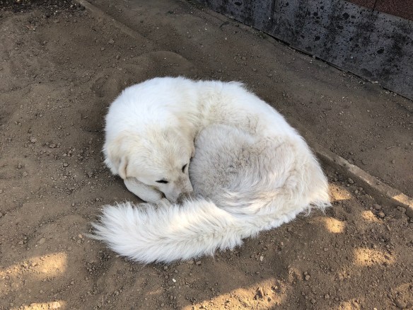 Pyriprinzessinnenschönheitsschlaf im selbst gebuddelten Kühlbuddelloch