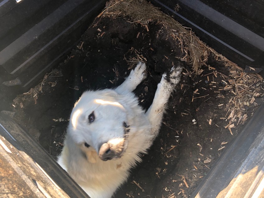 Die Bella buddelt im Komposter