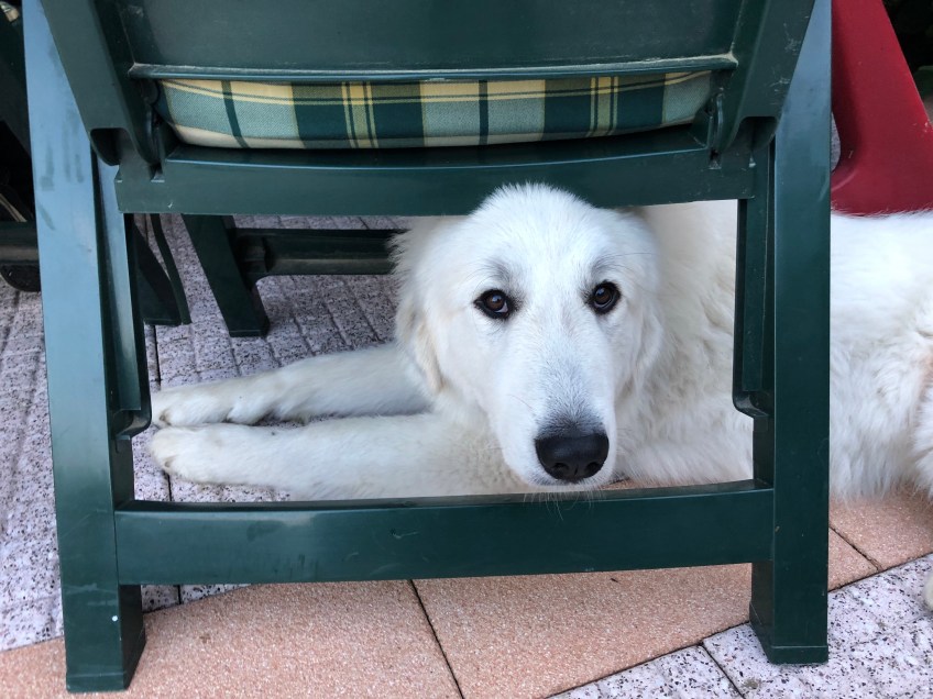 Bekomme ich jetzt grillierte Bratwurst?