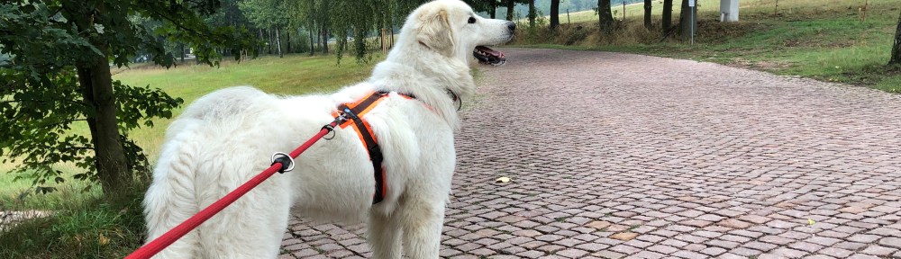 Nachmittagsspaziergang