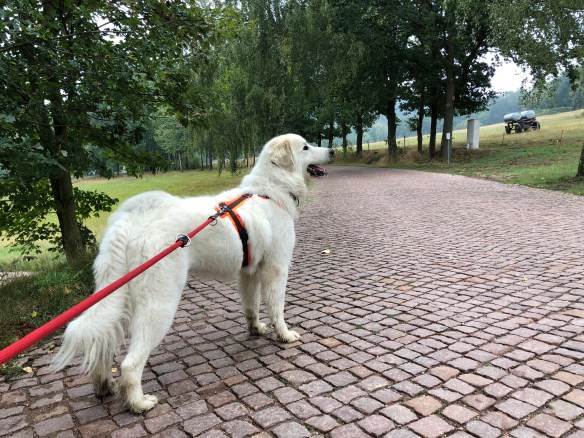 Nachmittagsspaziergang