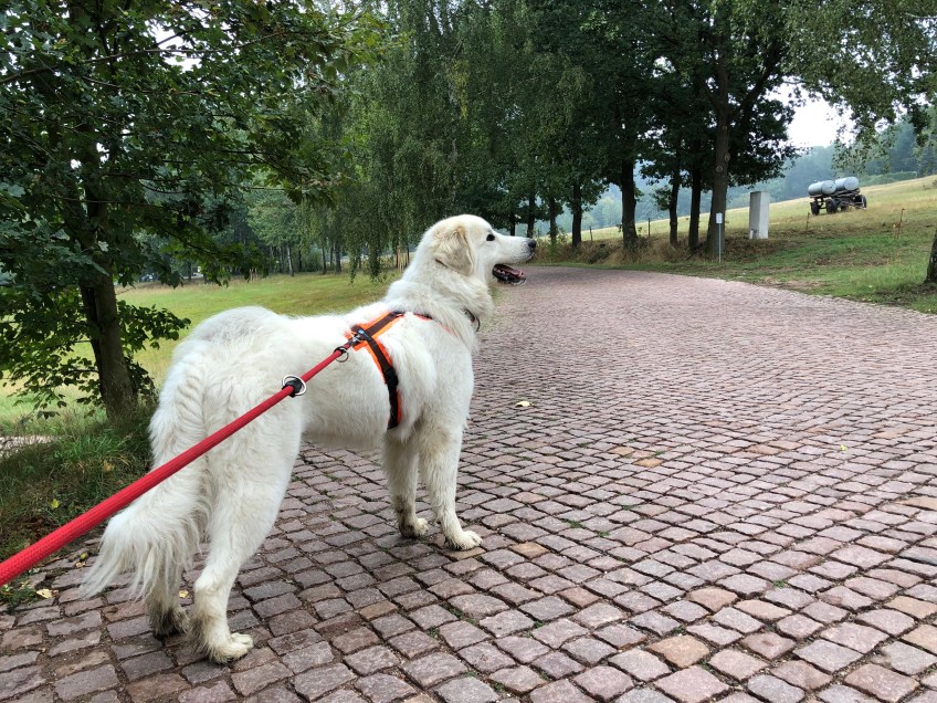 Nachmittagsspaziergang