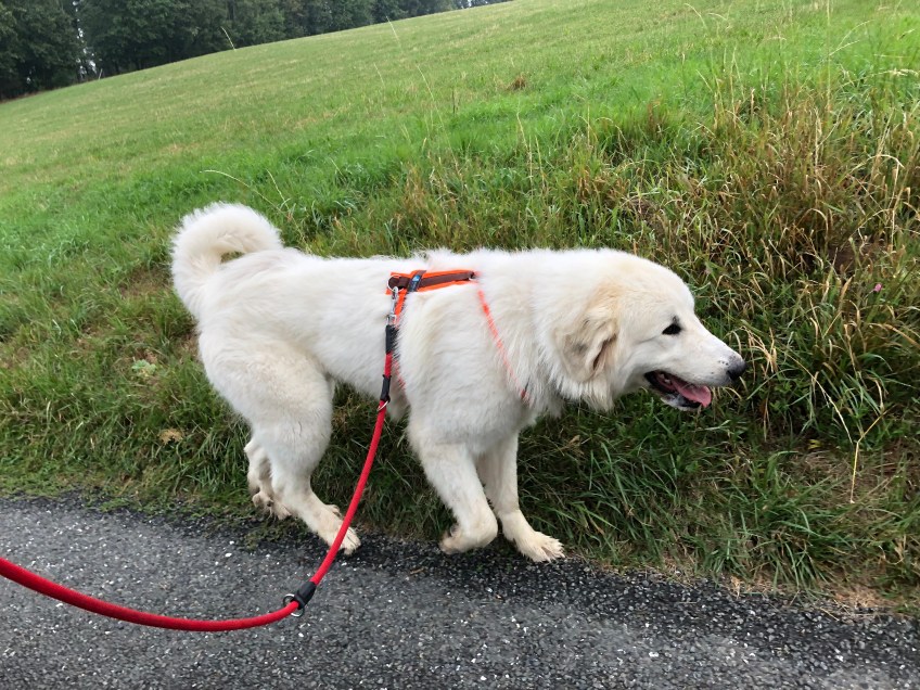 Es geht wieder nach Hause