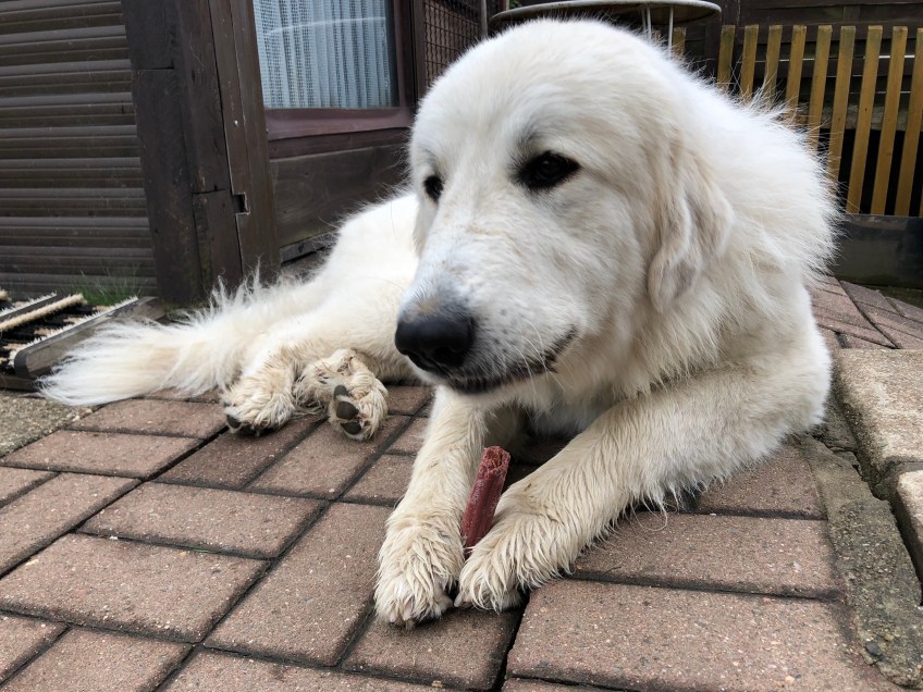 Die Bella hat einen Büffel-Stick