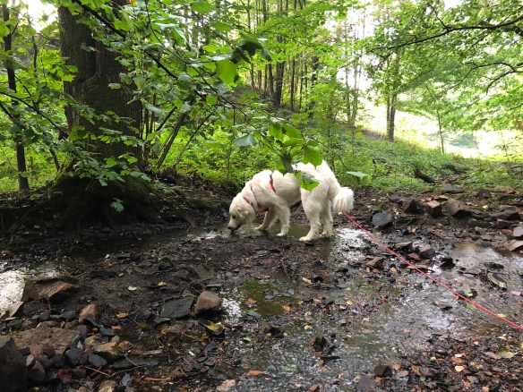 Am kleinen Bächlein trinken