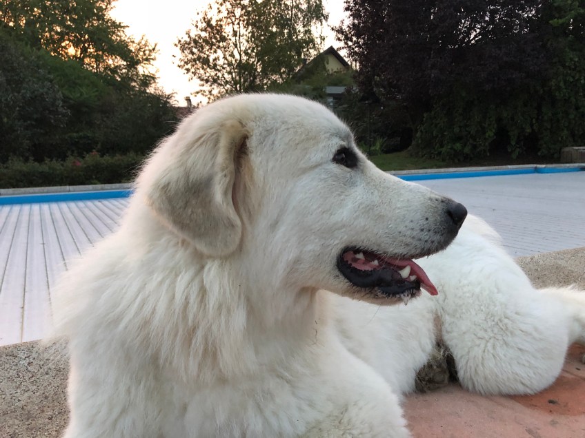 Ich wache am Pool …