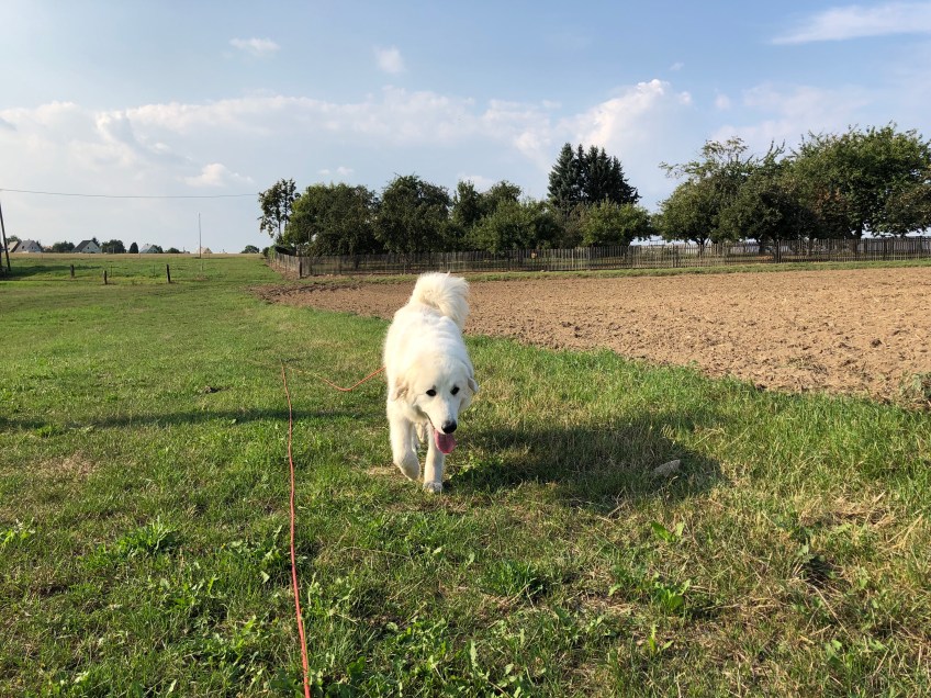 Die Bella geht spazieren –