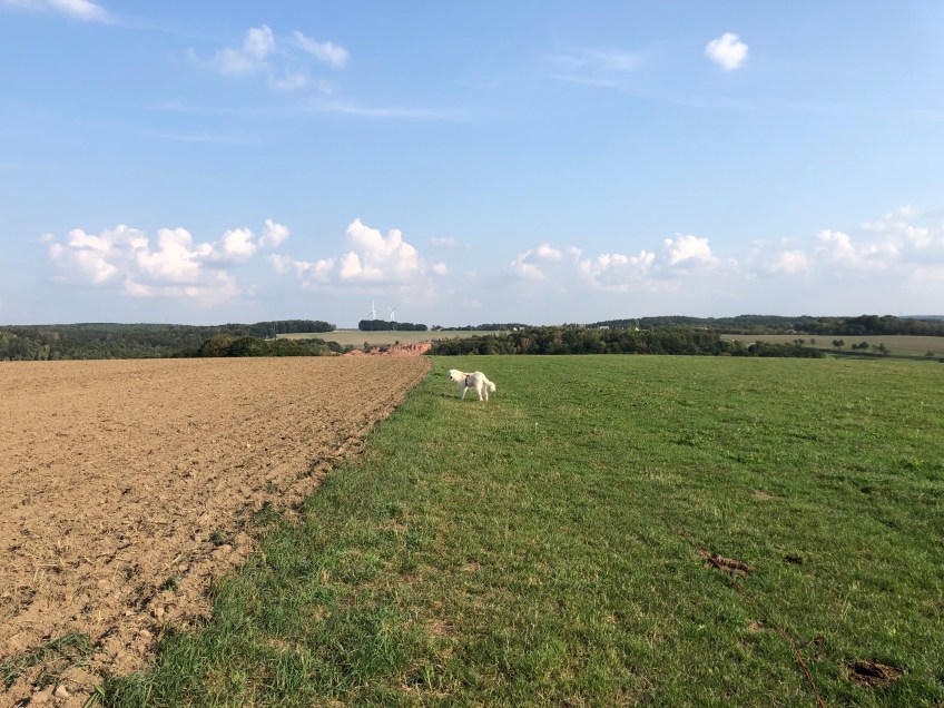 … auf ihrer großen Feldwiese