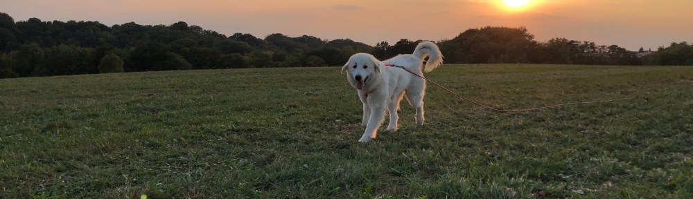 Die Bela mag den Sonnenuntergang
