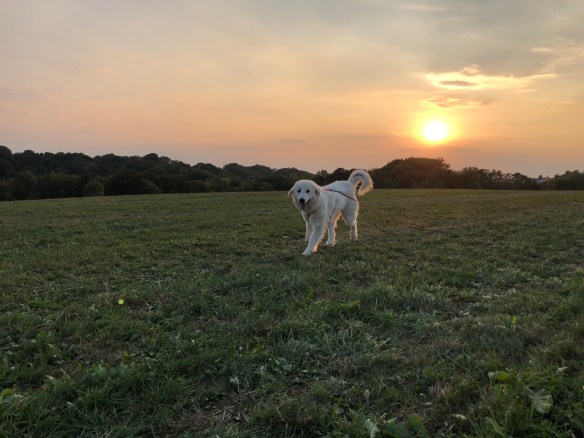 Die Bela mag den Sonnenuntergang