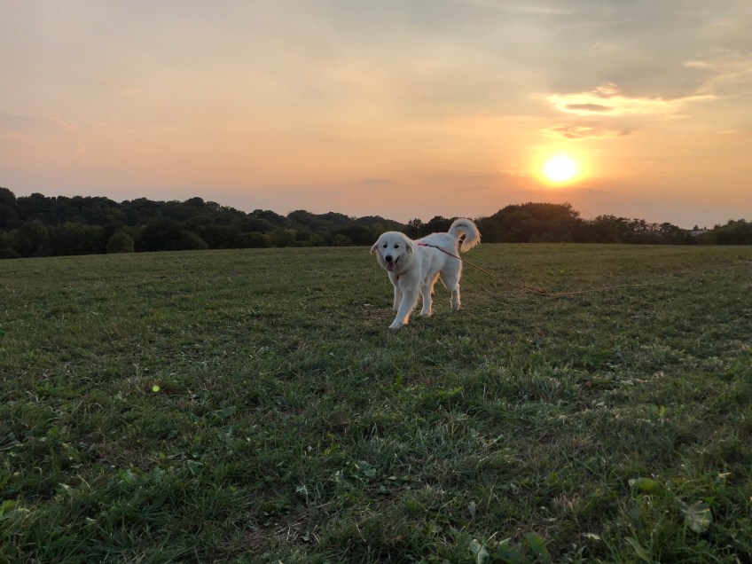 Die Bela mag den Sonnenuntergang