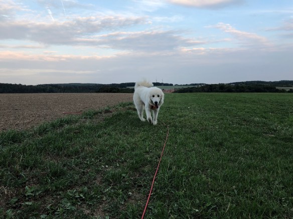 Beim Abendspaziergang auf meiner großen Feldwiese
