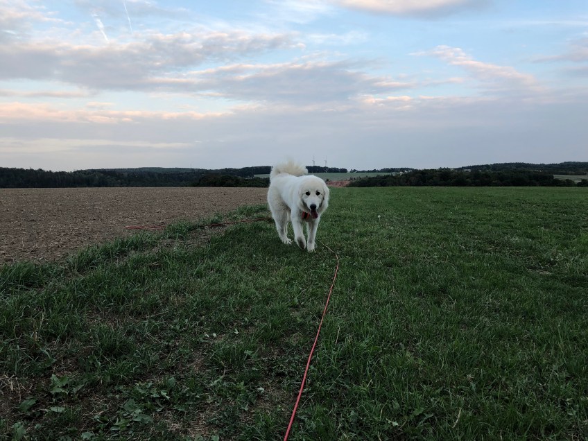 Beim Abendspaziergang auf meiner großen Feldwiese